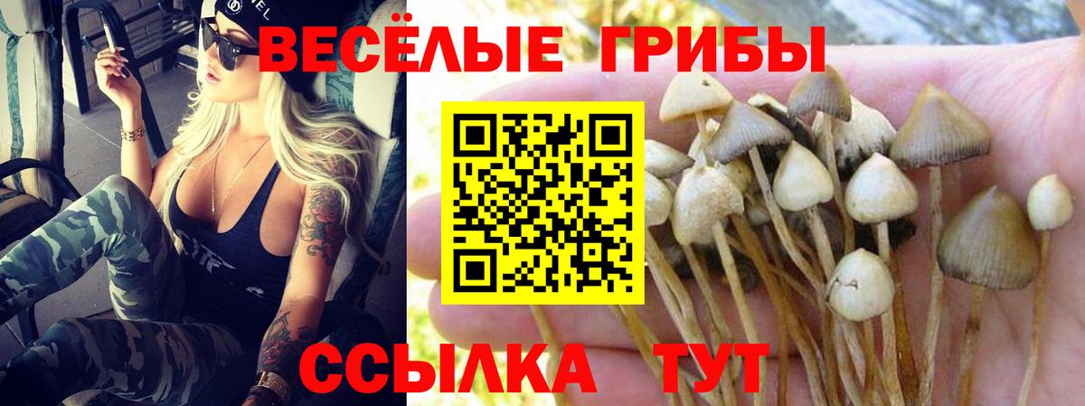 Галлюциногенные грибы Cubensis Чернушка